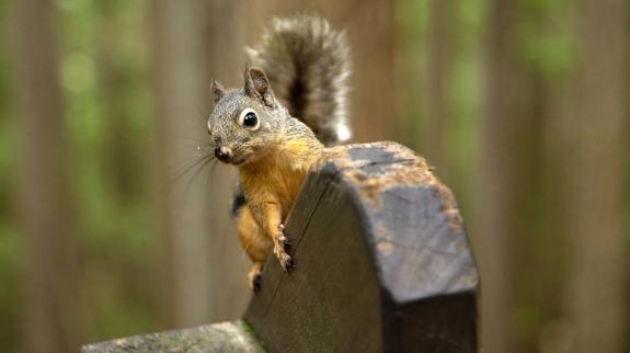 Douglas squirrel in Squamish BC forest gnawing on a wooden railing.