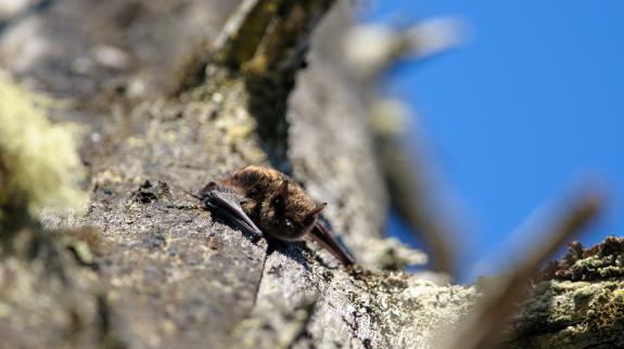 Little Brown Bat (Myotis lucifugus) on a rock outcropping on Vancouver Island, BC.