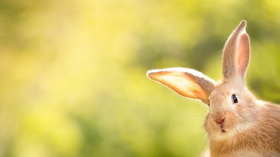 A brown rabbit with large ears sits peacefully in the right corner of the image, surrounded by lush green leaves.