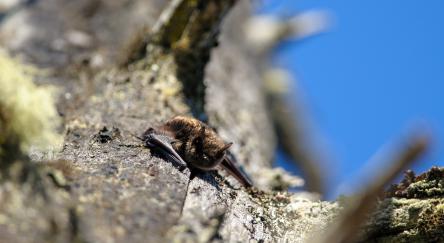 Little Brown Bat (Myotis lucifugus) on a rock outcropping on Vancouver Island, BC.