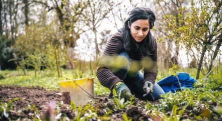South Asian woman (40s) crouching in garden for weeding wild plants in vegetable bed.